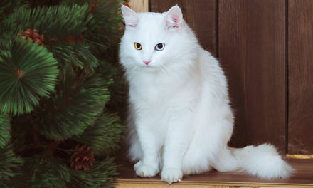 The Enchanting Ankara Cat: A Turkish Treasure